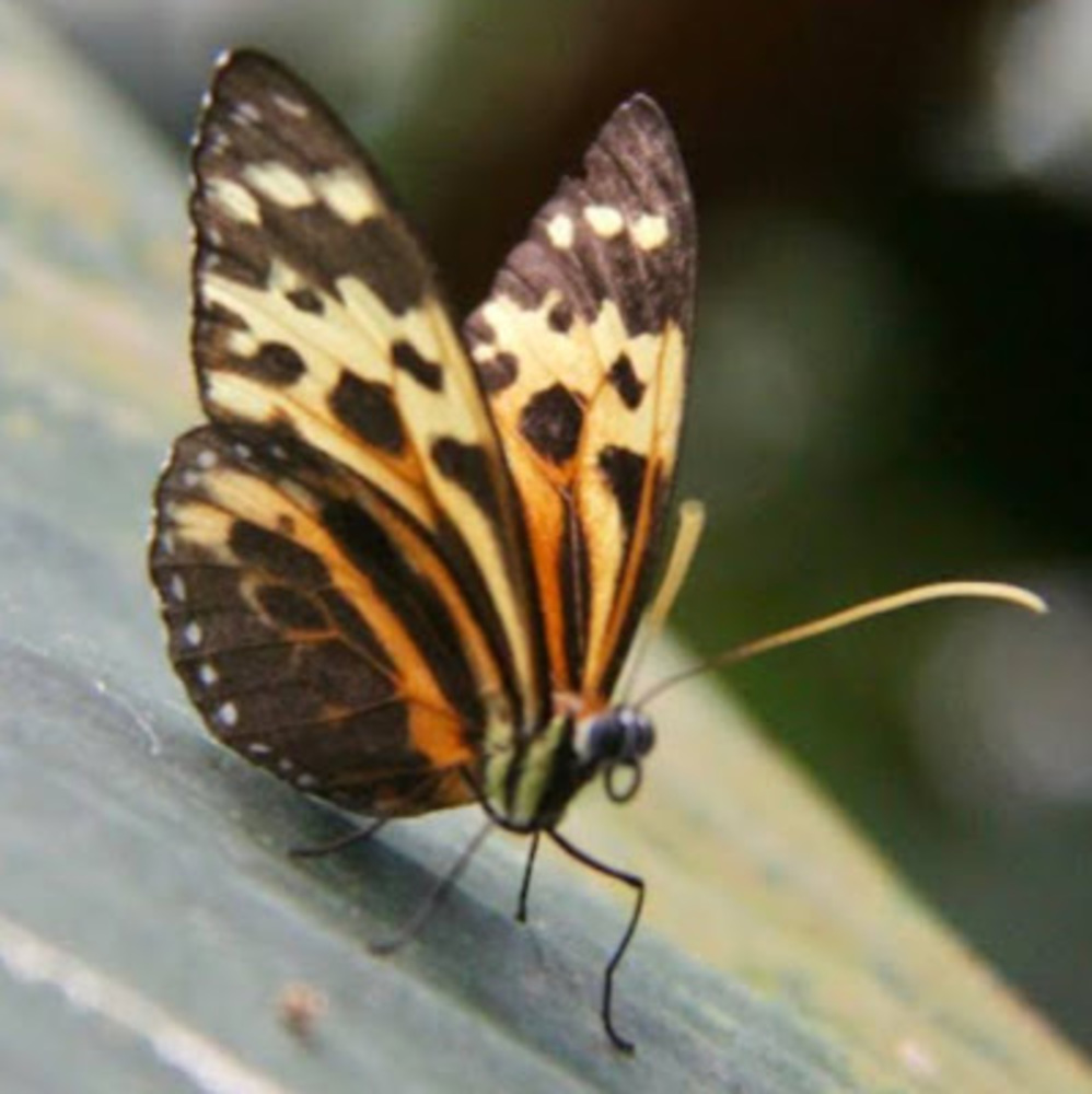 Meet your Posher, Darian